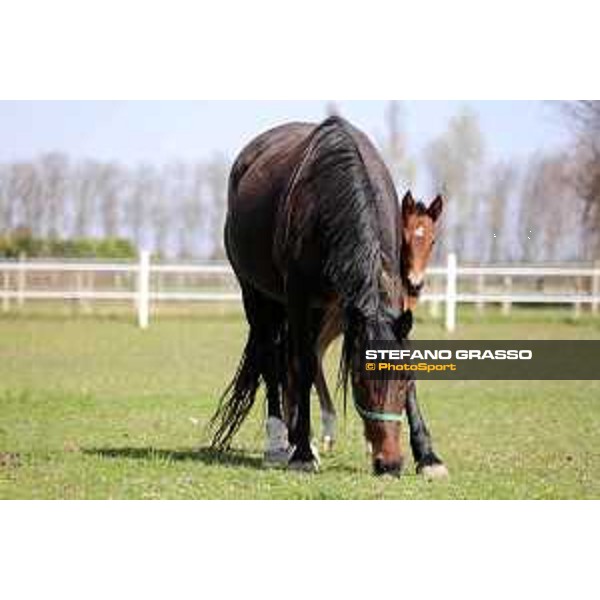Foal and mare at Gardesana Stud Farm San\'Angelo di Piove di Sacco (PD),16th march 2016 ph.@ Stefano Grasso