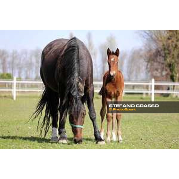Foal and mare at Gardesana Stud Farm San\'Angelo di Piove di Sacco (PD),16th march 2016 ph.@ Stefano Grasso