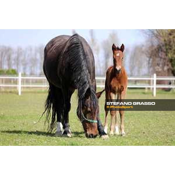 Foal and mare at Gardesana Stud Farm San\'Angelo di Piove di Sacco (PD),16th march 2016 ph.@ Stefano Grasso