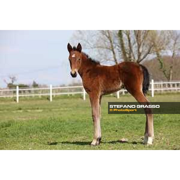 Foal and mare at Gardesana Stud Farm San\'Angelo di Piove di Sacco (PD),16th march 2016 ph.@ Stefano Grasso
