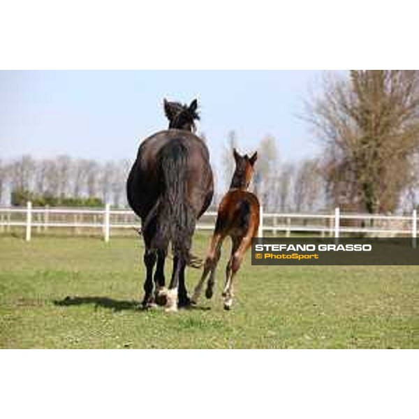 Foal and mare at Gardesana Stud Farm San\'Angelo di Piove di Sacco (PD),16th march 2016 ph.@ Stefano Grasso