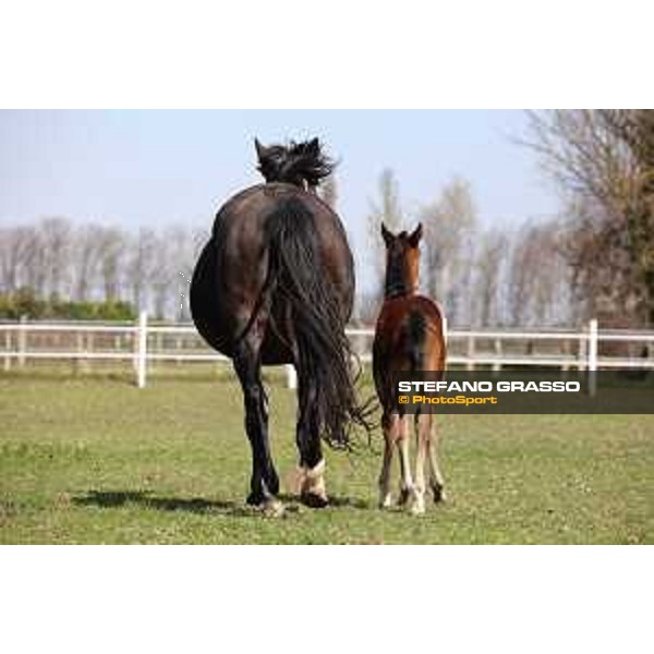 Foal and mare at Gardesana Stud Farm San\'Angelo di Piove di Sacco (PD),16th march 2016 ph.@ Stefano Grasso