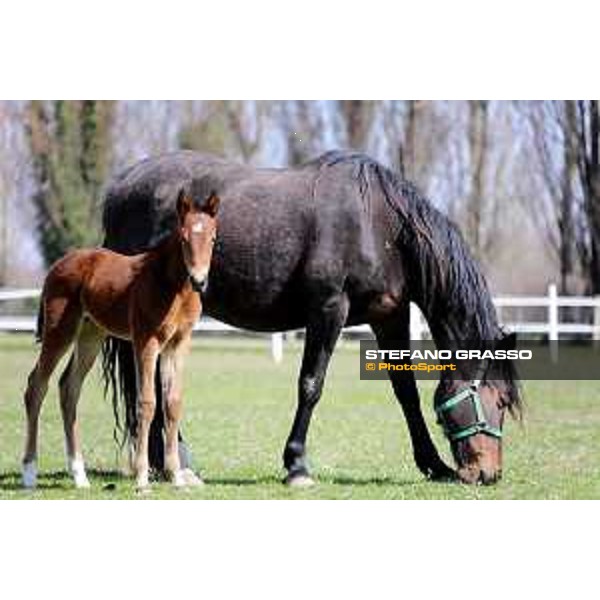 Foal and mare at Gardesana Stud Farm San\'Angelo di Piove di Sacco (PD),16th march 2016 ph.@ Stefano Grasso