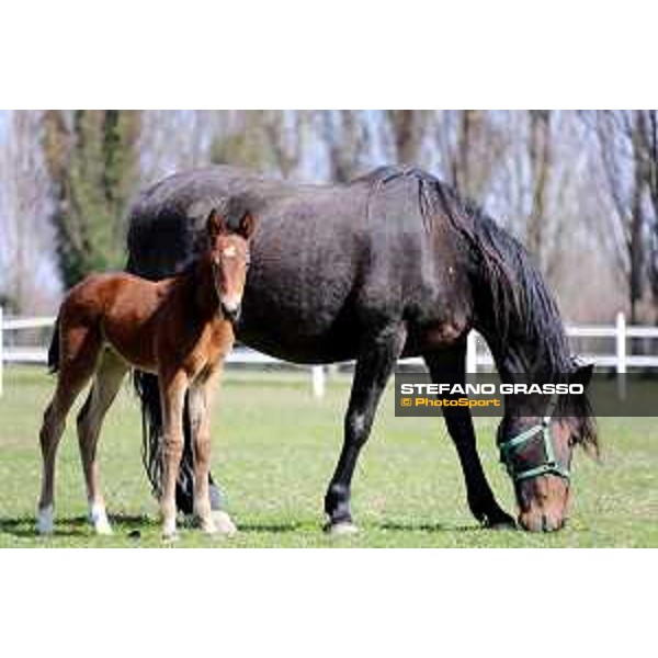 Foal and mare at Gardesana Stud Farm San\'Angelo di Piove di Sacco (PD),16th march 2016 ph.@ Stefano Grasso