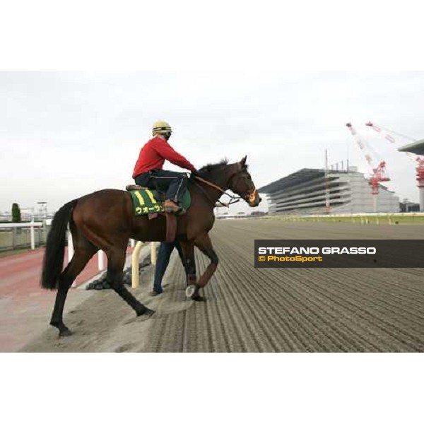 Warrsan enters in the track for morning track works at Fuchu racetrack. Tokyo, 23rd november 2005 ph. Stefano Grasso