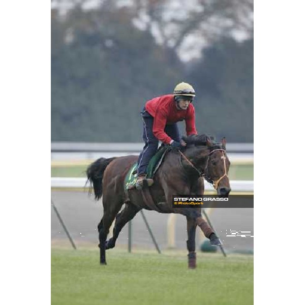 Warrsan during morning track works at Fuchu racetrack. Tokyo, 23rd november 2005 ph. Stefano Grasso