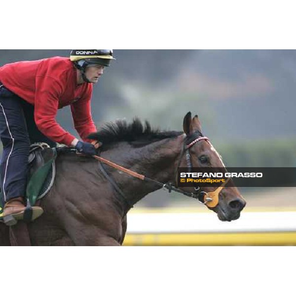 Warrsan during morning track works at Fuchu racetrack. Tokyo, 23rd november 2005 ph. Stefano Grasso