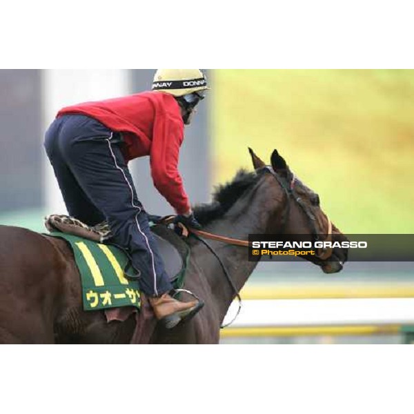 Warrsan during morning track works at Fuchu racetrack. Tokyo, 23rd november 2005 ph. Stefano Grasso