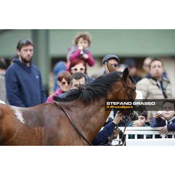 Shocking Blu and his groom Jonathan Bacci after winning the 17° Premio Regione Toscana Pisa San Rossore racetrack 20/03/2016 ph.© Stefano Grasso