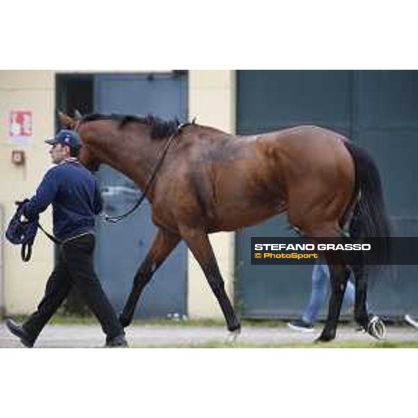 Shocking Blu and his groom Jonathan Bacci after winning the 17° Premio Regione Toscana Pisa San Rossore racetrack 20/03/2016 ph.© Stefano Grasso