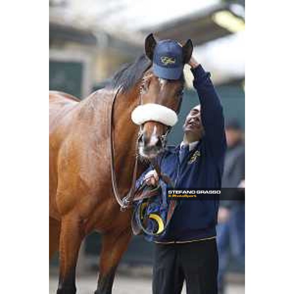 Shocking Blu and his groom Jonathan Bacci after winning the 17° Premio Regione Toscana Pisa San Rossore racetrack 20/03/2016 ph.© Stefano Grasso