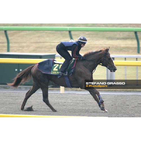 Eccentric during morning track works at Fuchu racetrack. Tokyo, 23rd november 2005 ph. Stefano Grasso