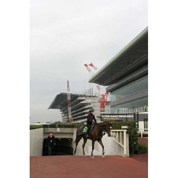 Eccentric comes back to the quarantine stables after monring track works at Fuchu racetrack. Tokyo, 23rd november 2005 ph. Stefano Grasso