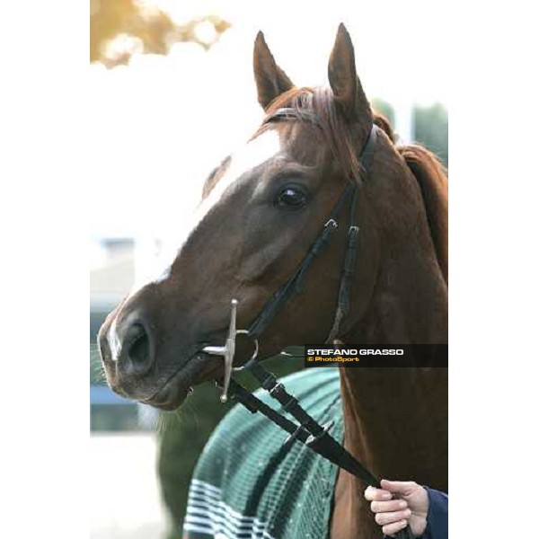 close up for Eccentric in the quarantine stables at Fuchu racetrack. Tokyo, 23rd november 2005 ph. Stefano Grasso