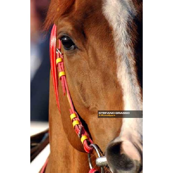 Pisa San Rossore race track march 10 2004 ph. Stefano Grasso
