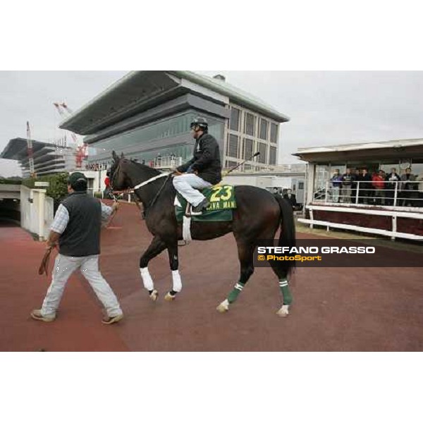 Lava Man enters to the track for morning track works at Fuchu racetrack. Tokyo, 23rd november 2005 ph. Stefano Grasso