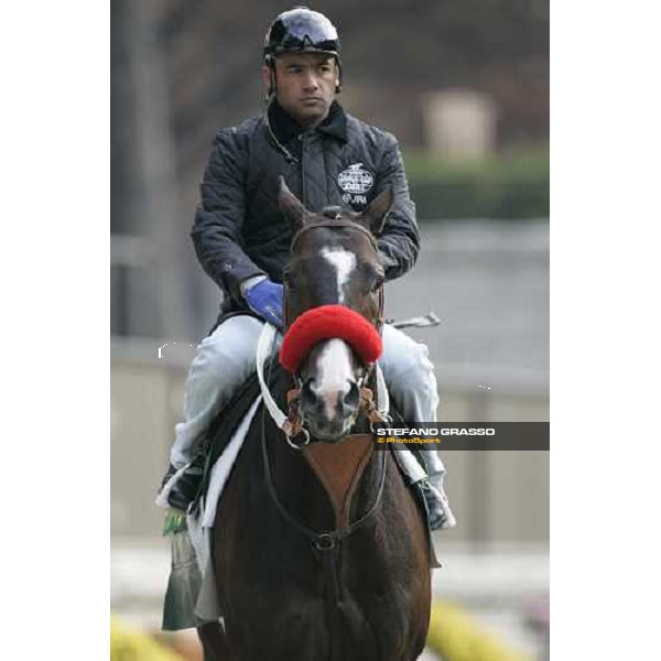 Lava Man walking in the parade ring after morning track works at Fuchu racetrack Tokyo, 23rd november 2005 ph. Stefano Grasso