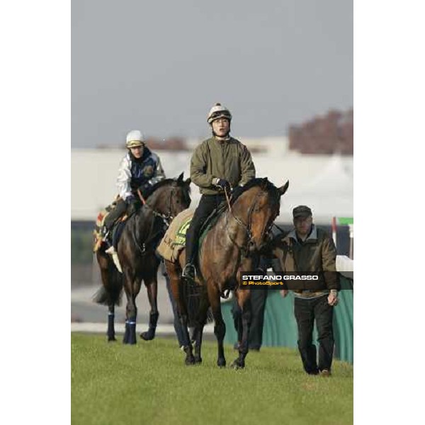 Alkaased after morning track works at Fuchu race course followed by Oujia Board Tokyo, 24th november 2005 ph. Stefano Grasso