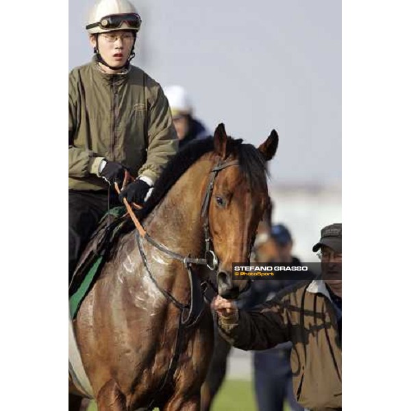 a close up for Alkaased after morning track works at Fuchu race course Tokyo, 24th november 2005 ph. Stefano Grasso