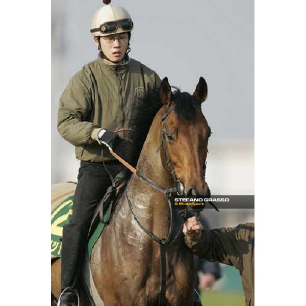 a close up for Alkaased after morning track works at Fuchu race course Tokyo, 24th november 2005 ph. Stefano Grasso