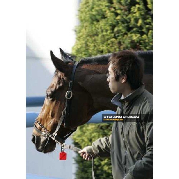 Alkaased walking inside the quarantine stables after morning track works at Fuchu race course Tokyo, 24th november 2005 ph. Stefano Grasso