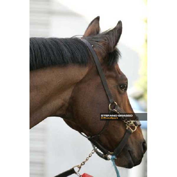 a close up for Alkaased inside the quarantine stables after morning track works at Fuchu race course Tokyo, 24th november 2005 ph. Stefano Grasso