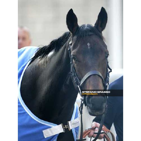 a close up for Ouija Board walking inside the quarantine stables after morning track works at Fuchu race course Tokyo, 24th november 2005 ph. Stefano Grasso