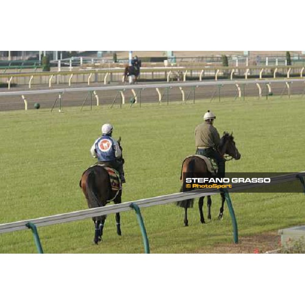 Alkaseed followed by Oujia Board preparing for morning works at Fuchu race course, while Eccentric is running on the dirt tokyo, 24th november 2005 ph. Stefano Grasso