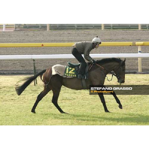 Alkaased stretching at Fuchu race course tokyo, 24th november 2005 ph. Stefano Grasso