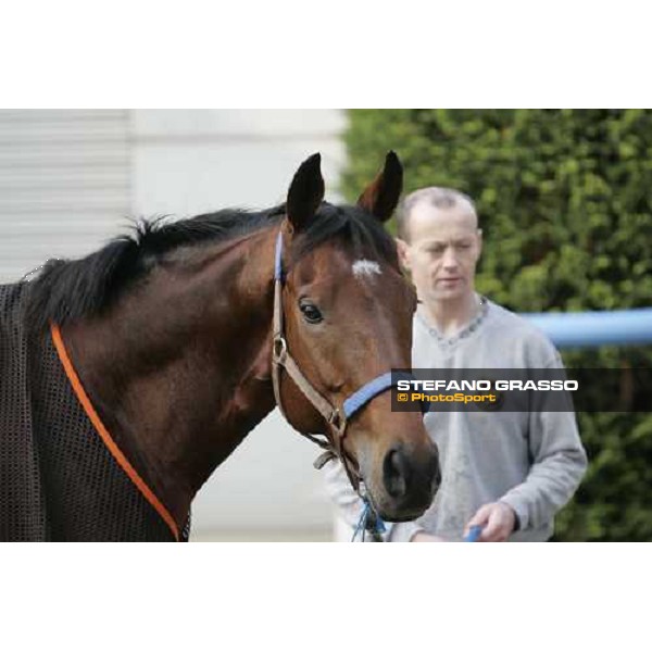 Warrsan in the quarantine stables at Fuchu race course Tokyo, 25th november 2005 ph. Stefano Grasso