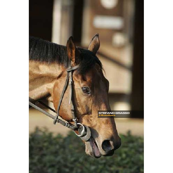 a close up for Alkaased at Fuchu race course Tokyo, 25th november 2005 ph. Stefano Grasso