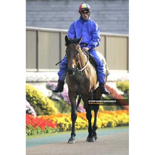 Frankie Dettori on Alkaseed walking in the parade ring of Fuchu race course Tokyo, 25th november 2005 ph. Stefano Grasso