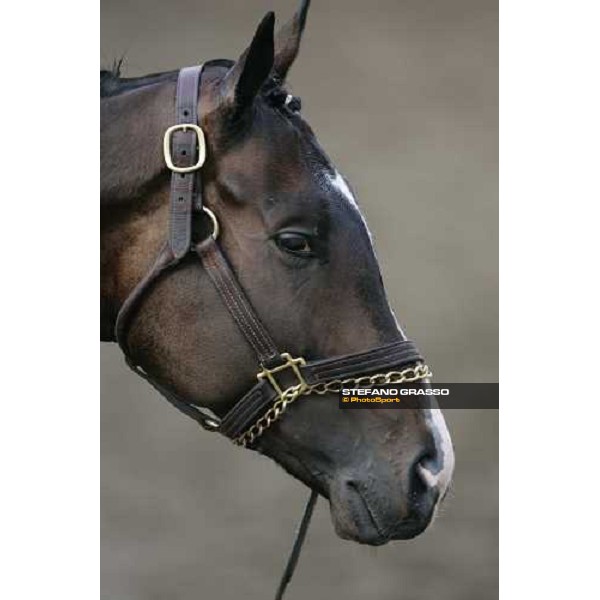 a close up for Lava Man in the quarantine stables of Fuchu race course Tokyo, 25th november 2005 ph. Stefano Grasso