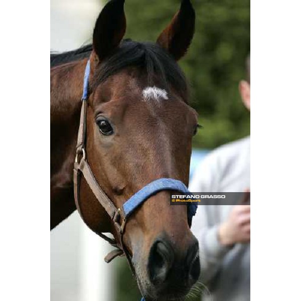 a very close up for Warrsan in the quarantine stables at Fuchu race course Tokyo, 25th november 2005 ph. Stefano Grasso