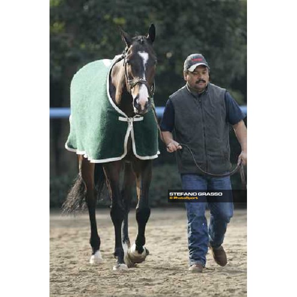 Lava Man walking in the quarantine stables at Fuchu race course Tokyo, 25th november 2005 ph. Stefano Grasso