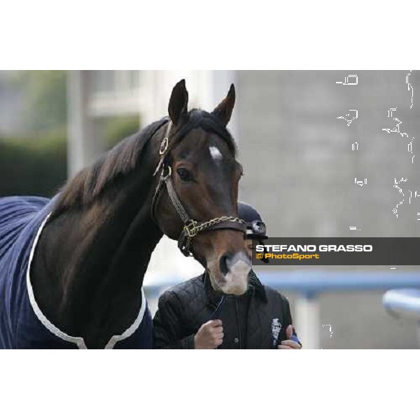 King\'s Drama walking in the quarantine stables at Fuchu race course Tokyo, 25th november 2005 ph. Stefano Grasso