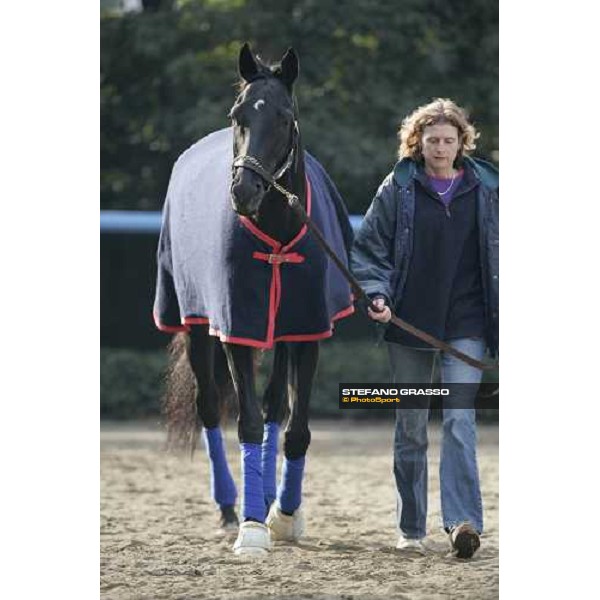 Better Talk Now walking with the groom in the quarantine stables at Fuchu race course Tokyo, 25th november 2005 ph. Stefano Grasso