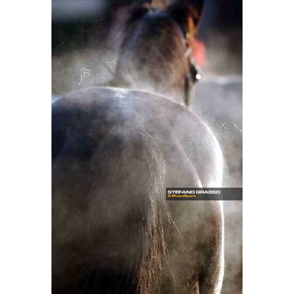 Pisa San Rossore race track march 10 2004 ph. Stefano Grasso