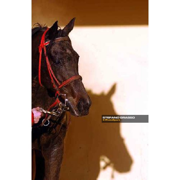 Pisa San Rossore race track march 10 2004 ph. Stefano Grasso