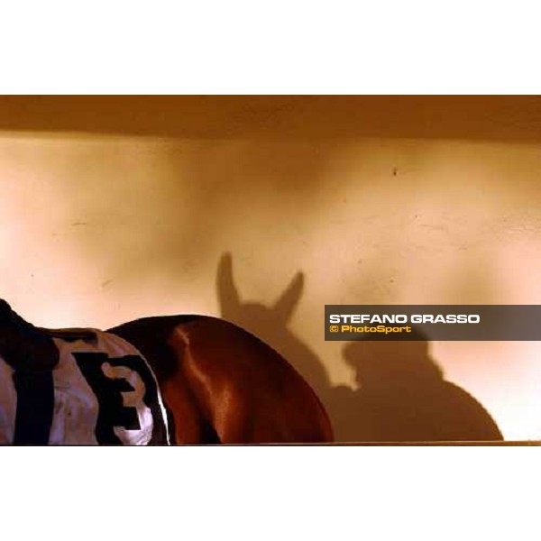 Pisa San Rossore race track march 10 2004 ph. Stefano Grasso