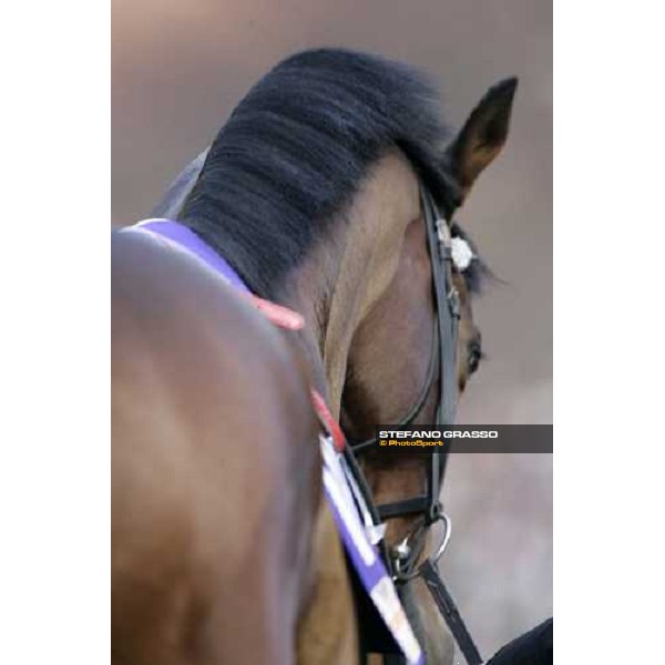 a close up for Alkaased in the paddock before the Japan Cup at Fuchu race course Tokyo, 27th november 2005 ph. Stefano Grasso