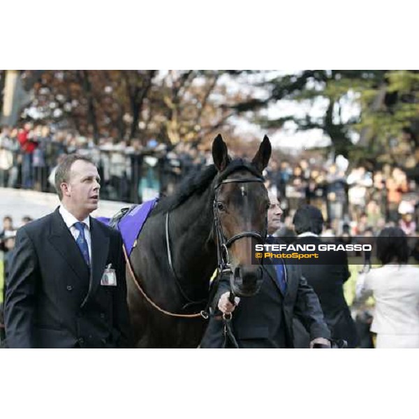 Bago in the parade ring of Fuchu race course Tokyo, 27th november 2005 ph. Stefano Grasso