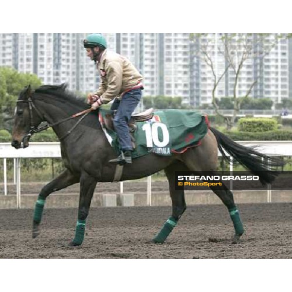 Shamdala during morning track works at Sha Tin Hong Kong, 7th dec. 2005 ph. Stefano Grasso