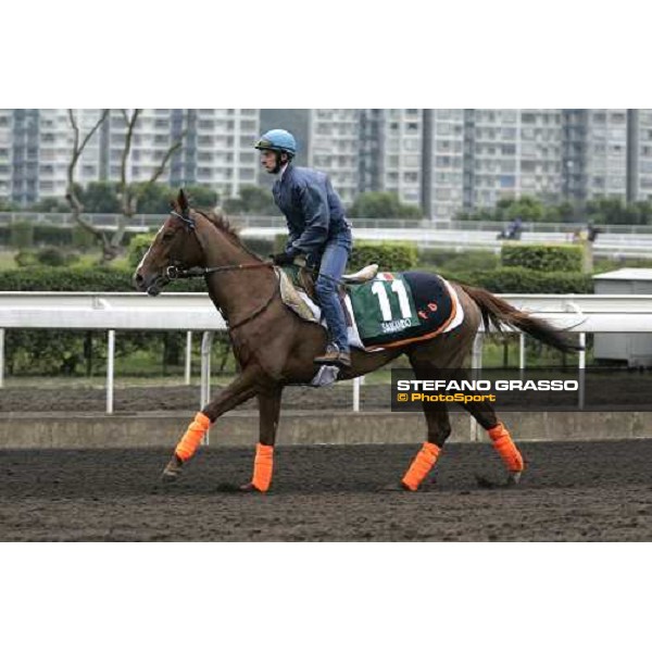 Samando during morning track works at Sha Tin Hong Kong, 7th dec. 2005 ph. Stefano Grasso