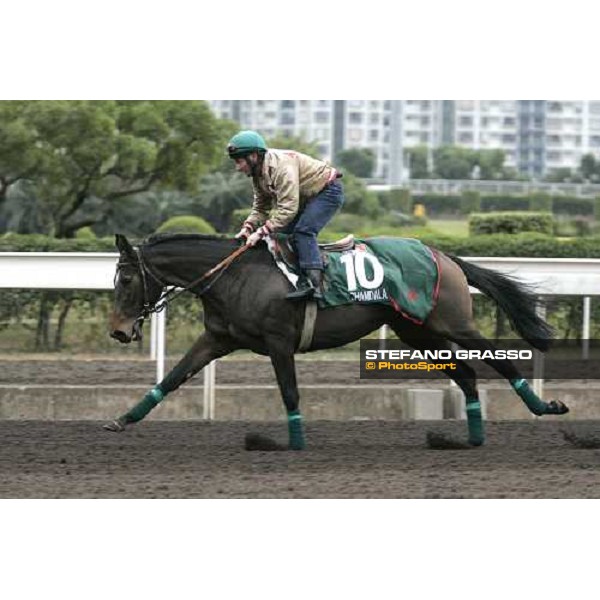 Shamdala during morning track works at Sha Tin Hong Kong, 7th dec. 2005 ph. Stefano Grasso