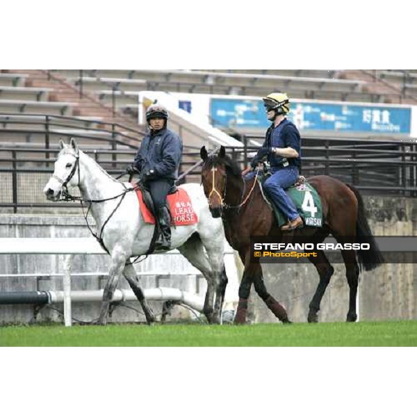 Warrsan comes back to the stable after morning track works at Sha Tin Hong Kong, 7th dec. 2005 ph. Stefano Grasso