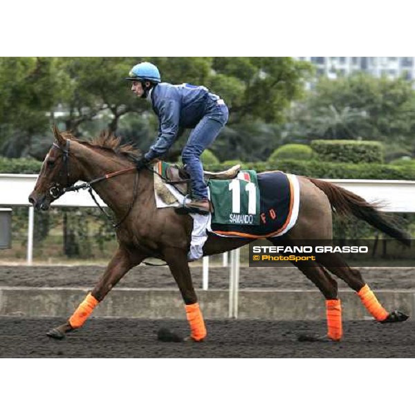 Samando during morning track works at Sha Tin Hong Kong, 7th dec. 2005 ph. Stefano Grasso