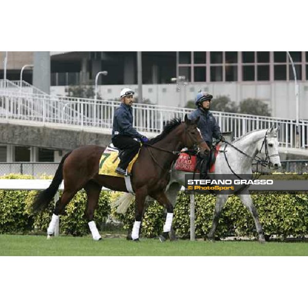 Nicole\'s Dream prepares for morning track works at Sha Tin Hong Kong, 7th dec. 2005 ph. Stefano Grasso