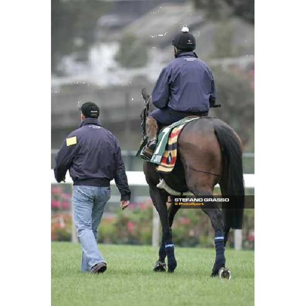 Oujia Board comes back to the stable after morning track works at Sha Tin Hong Kong, 7th dec. 2005 ph. Stefano Grasso