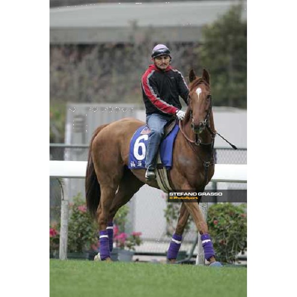 Designed for Luck prepare for morning track works at Sha Tin Hong Kong, 7th dec. 2005 ph. Stefano Grasso